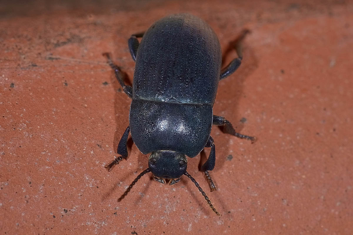 Tenebrionidae: Tutti Pedinus meridianus?  S, maschi e femmine